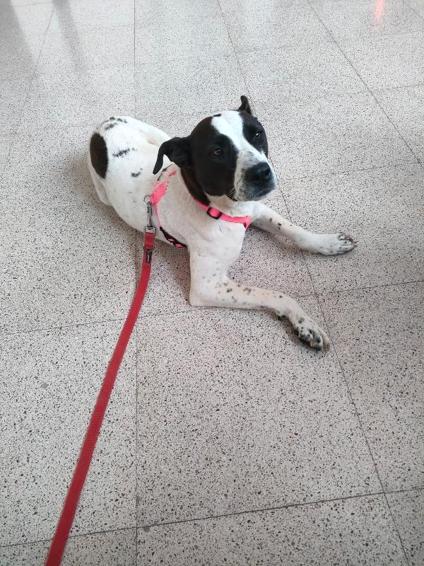 Alice - Un anno (nata indicativamente il 29 Febbraio 2024) - Simil Amstaff/Pointer - Taglia: Media - Carattere: molto affettuosa, buona, giocherellona Foto 5